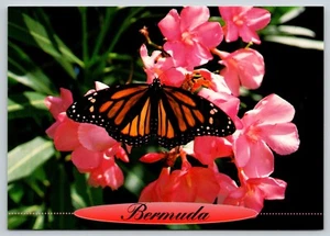 Postal Monarca Mariposa sobre Adelfas Rosas Bermudas Danaus plexippus - Imagen 1 de 2