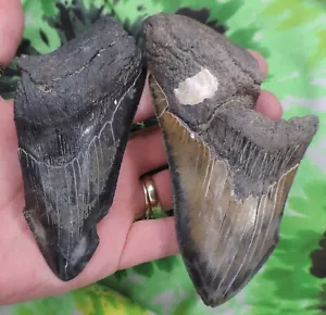 Megalodon Sharks Teeth 2 NO RESTORATIONS fossil sharks teeth tooth - Picture 1 of 2