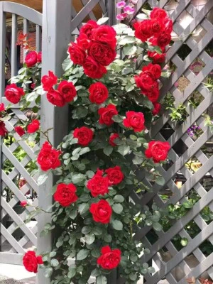 20 SEEDS for Cherry Red RARE CLIMBER climbing Rose bud flower exotic USA Seller - Image 1 of 4