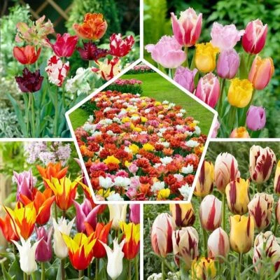 Tulpen Zwiebeln Winterhart - Mix aus 15 Sorten - 50 Stück - Mehrfarbig - Bild 1 von 4