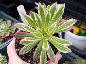 Sukkulenten Aeonium  Firecracker Variegated - Bild 1 von 6