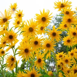 200+ Maximilian Sunflower / Yellow/perennial / Flowers/butterflies/ Non-GMO - Picture 1 of 4