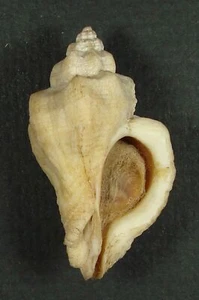 MUREX INORNATA 41,78 mm HERMOSO ESPÉCIMEN Honshu, Norte de Japón - Imagen 1 de 2