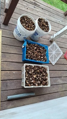 dried morel mushrooms 1 lb - Image 1 of 4