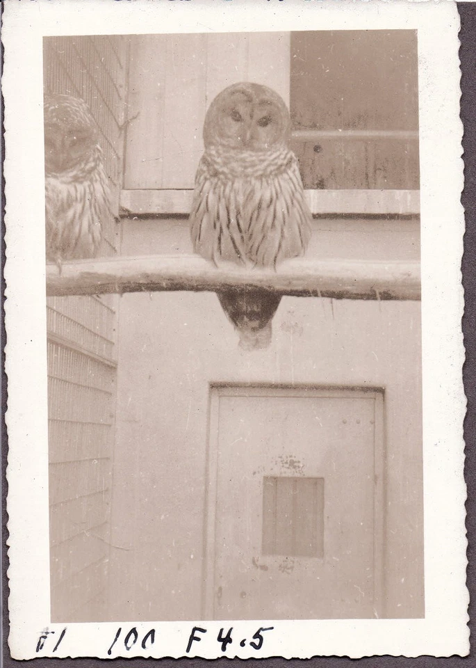 FOTOGRAFÍA DE COLECCIÓN 1938 PÁJAROS DOS BÚHOS BARRADOS? FOTO ANTIGUA DE MASSACHUSETTS MAINE Foto 1 de 1