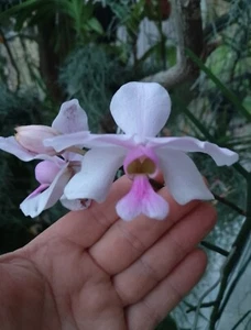 Papilionanthe teres (Vanda) - Bild 1 von 7