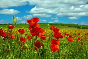 Wild Flower - Papaver rhoeas - Red Common Field Poppy - 1kg Seed - Bulk - Picture 1 of 1
