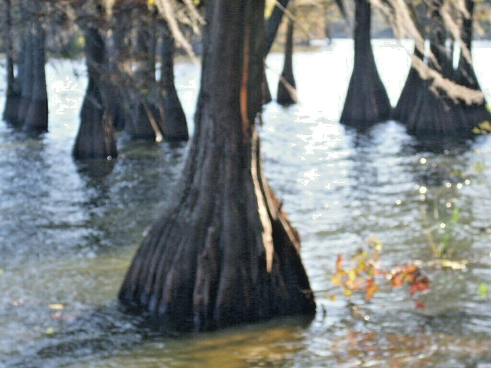 15 BALD CYPRESS SEEEDS - Taxodium distichum - Image 1 of 4