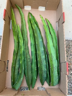 DRAGON FRUIT CUTTINGS - Variaties - 12" - 18" - Image 1 of 4