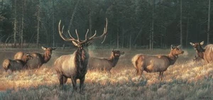 Morning Magic by Nancy Glazier Wildlife Elk Fine Art Print 8x17 Signed by Artist - Picture 1 of 2