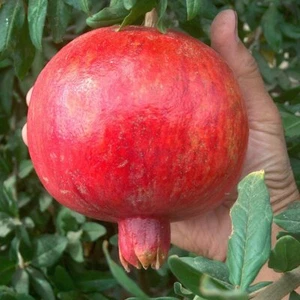 T527A Lot of 4 Wonderful Pomegranate Cuttings From Mature Plant Tree Large Sweet - Picture 1 of 4