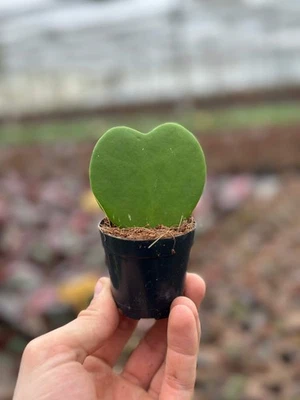GROWJUNGLE Hoya Kerrii