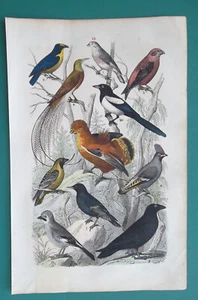 Paradiesvögel Felsenhahn Eichelhäher Linnet Rabe Elster -1866 Farbdruck - Bild 1 von 2