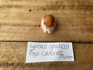 Cypraea Spadicea - Cowrie Shell - Collector Specimen Shells - Picture 1 of 6