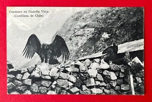 AK CHILE um 1910 Kondor Cóndores en Guardia Vieja ( 145507 - Bild 1 von 2
