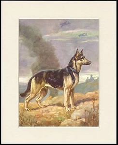 GERMAN SHEPHERD ALSATIAN WAR DOG OVELY DOG PRINT READY MOUNTED - Picture 1 of 1