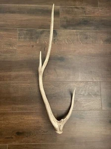 Large 27” Deer Antler - Picture 1 of 4