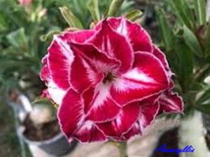 Adenium Obesum Desert Rose " Amaryllis " fresh 200 Seeds - Picture 1 of 7