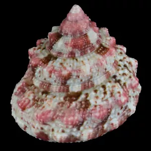 TROCHUS FERREIRAI (Bantayan Isl., Filippine) 22,6 mm #40004 - Foto 1 di 4