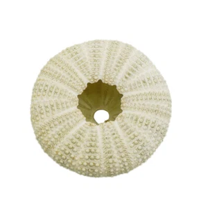 1-pack Green Sea Urchin Shell 4 - 7 cm Seashell Ornament Beach Wedding Decor - Picture 1 of 6