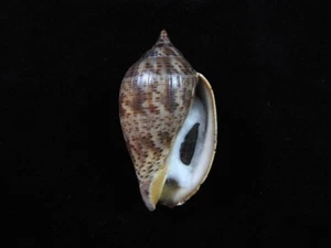 Sea Shell Voluta lapponica 66,6 mm ID#7593 - Imagen 1 de 4