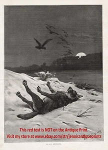 Wolf Poison Extermination Dead Rigor Mortis, impresión antigua grande de la década de 1890 y artículo - Imagen 1 de 3