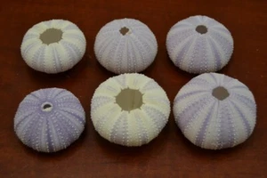 6 STÜCK LILA SEEIGEL MUSCHEL STRAND HOCHZEIT MARITIM - Bild 1 von 1