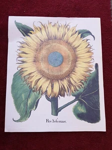 Botanische Tafel des Hortus Eystettensis ABOCA Druck Gemälde FLOS SOLIS MAJOR - Bild 1 von 2