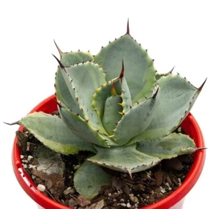 Agave Dorado - Bold, Low-Maintenance Beauty for Pots & Landscapes - Picture 1 of 4
