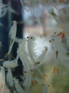 Hadas Camarones Quistes Huevos 120.000 Peces Tropicales Betta Guppy Disco Agua Dulce - Imagen 1 de 16