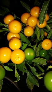AJI CHARAPITA rearest Chilli Worldwide & most Expensive AUSSIE_GROWN since 2015 - Picture 1 of 5