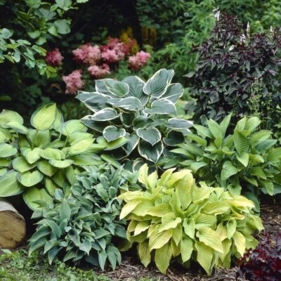 Mixed Color Hosta Plant Roots for Growing - Growers Blend (10 Hosta Roots) - Image 1 of 4