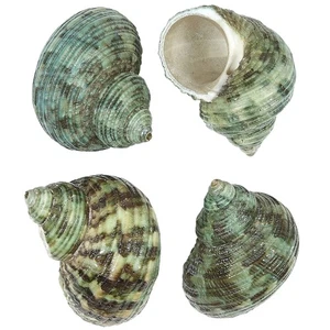 Conchas marinas a granel Turbo Bruneus Craft (1 kilo) - Imagen 1 de 1