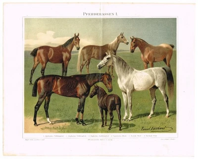 RAZAS DE CABALLOS 1905 Grabado IMPRESIÓN ANTIGUA ORIGINAL Poni Caballos Árabes Foto 1 de 4