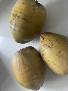 (3 PACK) FRESH WHOLE COCONUT HAND PICKED FRESH HARVEST FREE SHIPPING - Picture 1 of 2