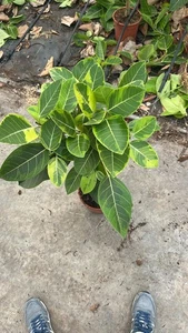 Ficus elastica variegata Altissima Gummibaum Stämmchen 80-100cm Zimmerpflanze - Bild 1 von 4