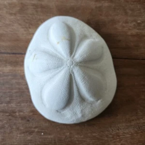 Sea Biscuit Sand Dollar Fossil Sea Shell Large Puffy Home Beach - Picture 1 of 4