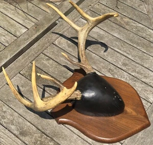 Whitetail Deer Antlers 8 Point Wall Mount Buck Rack Horn Sheds Wood Plaque READ - Picture 1 of 11