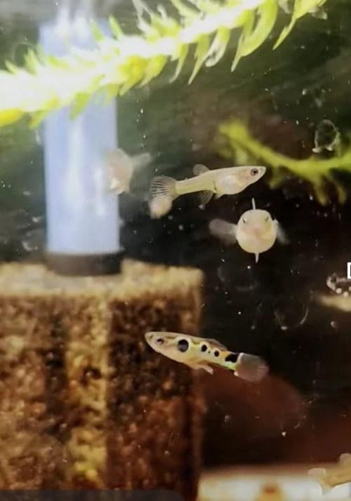 Russian Endlers -- Grupo de 10 -- Hombres y mujeres -- ¡Envío incluido! Foto 1 de 1