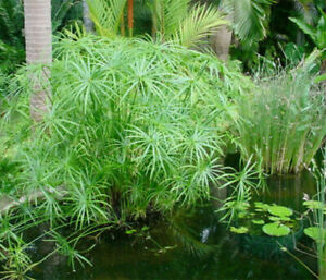 Dwarf Umbrella Palm Koi Pond plants Cyperus Alternifolius Water Aquatic Marginal