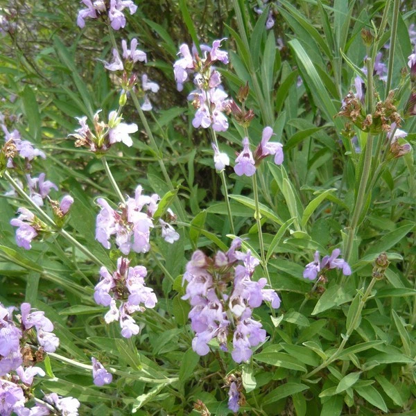 Huile essentielle SAUGE OFFICINALE A FEUILLES DE LAVANDE - salvia lavandulifolia