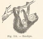 B3926 Sloth - 1924 Xylograph Period - Vintage Engraving - Gravure