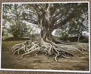 Original Photograph Signed L.E by A.L. Roy Old Banyan Tree, Sao MIguel, Azores - Picture 1 of 1