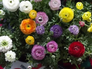 @ (◕‿◕)\\@ Ranunculus asiaticus Ranunkeln Prachtmischung  (5)   ° - Bild 1 von 1