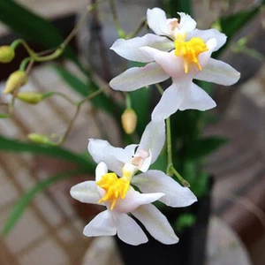 RFO Oncidium Tsiku Marguerite 'HOF' - Picture 1 of 2