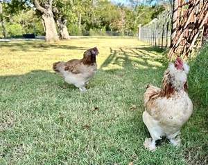 6+ Chicken Hatching Eggs Ameraucanas, Easter and OIive Eggers, Salmon Faverolles - Picture 1 of 24