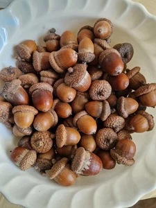 45 kleinere Eicheln mit Hütchen der Roteiche frisch gelesen 10/2025 Nager Futter - Bild 1 von 1