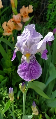 3 Heirloom Bearded Iris Blue Purple Rhizome  - Image 1 of 4