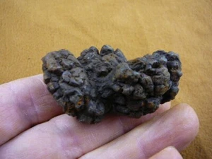 (PP464-5) Genuino Fósil CACA DE TORTUGA COPROLITO WA ESTADO ESTIÉRCOL - REGALO EXTRAÑO - Imagen 1 de 1