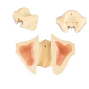 Modelo de seno maxilar dental para perforación con levantamiento de senos entrenamiento Odontología - Imagen 1 de 9